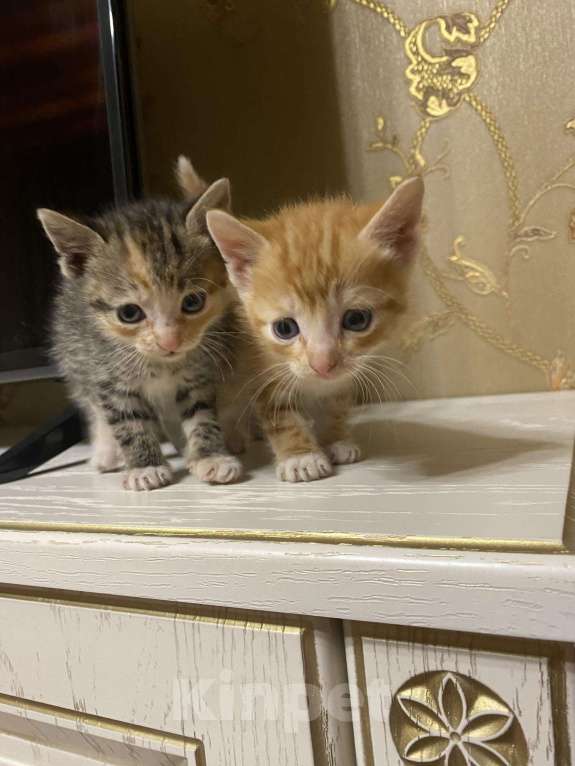 Кошки в Ардоне: Котята, Бесплатно - фото 1