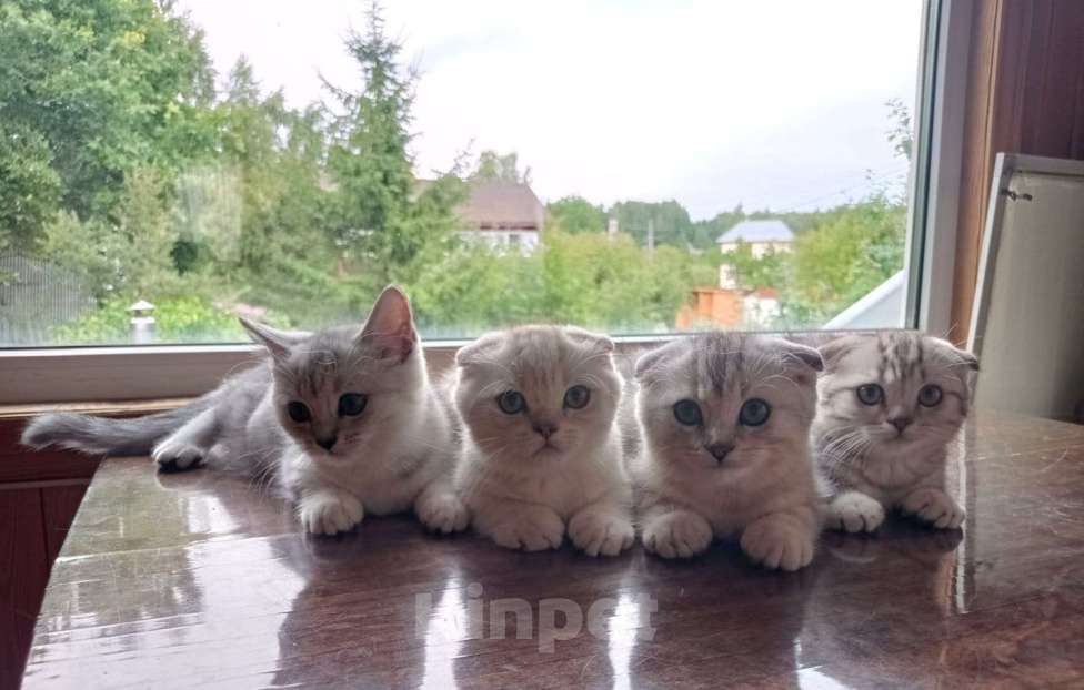 Кошки в Москве: Продаются котята , 12 000 руб. - фото 1