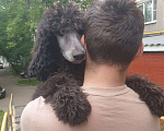 Собаки в Москве: Большие Пудели Мальчик, Бесплатно - фото 3