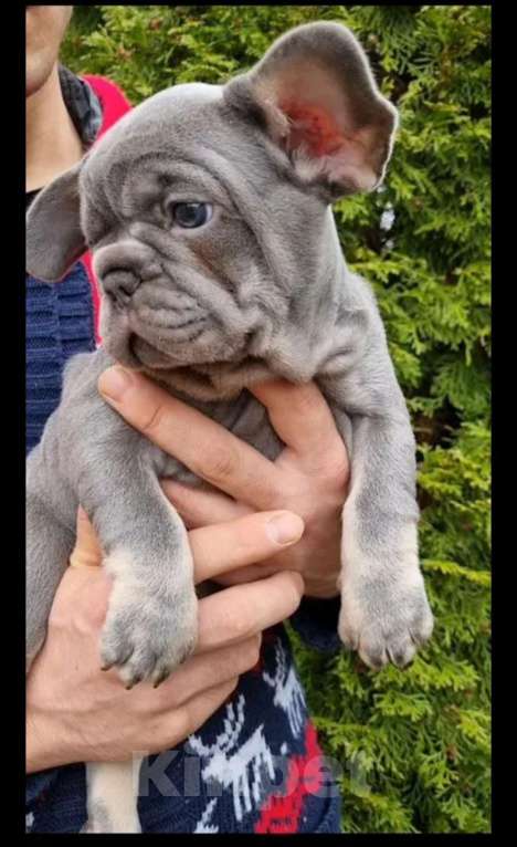 Собаки в Москве: Мальчик лиловоподпалый Мальчик, 70 000 руб. - фото 2