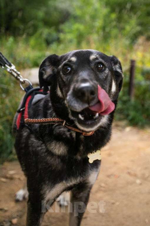 Собаки в Москве: Табити Девочка, Бесплатно - фото 17