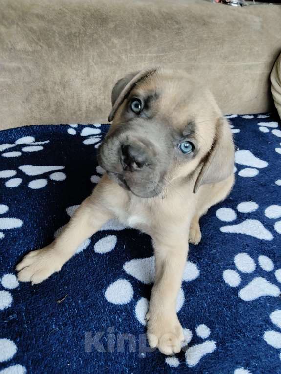 Собаки в других городах Краснодарского края: Кане-Корсо, щенок Мальчик, 30 000 руб. - фото 6