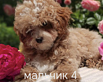 Кошки в Краснодаре: Щенки Мальтмпу f1 мини Мальчик, 50 000 руб. - фото 2