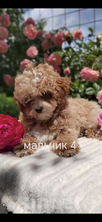 Кошки в Краснодаре: Щенки Мальтмпу f1 мини Мальчик, 50 000 руб. - фото 2