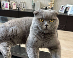 Кошки в Химках: Шотландский вислоухий кот Мальчик, Бесплатно - фото 3