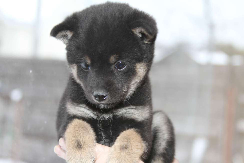 Собаки в Самаре: сиба ину Девочка, 50 000 руб. - фото 4