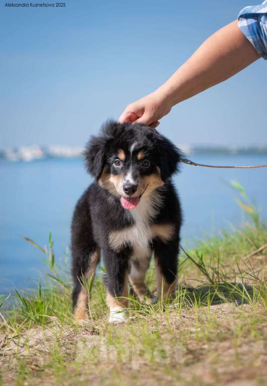 Собаки в Челябинске: Миниатюрная америкая овчарка от привозных родителей Девочка, Бесплатно - фото 2