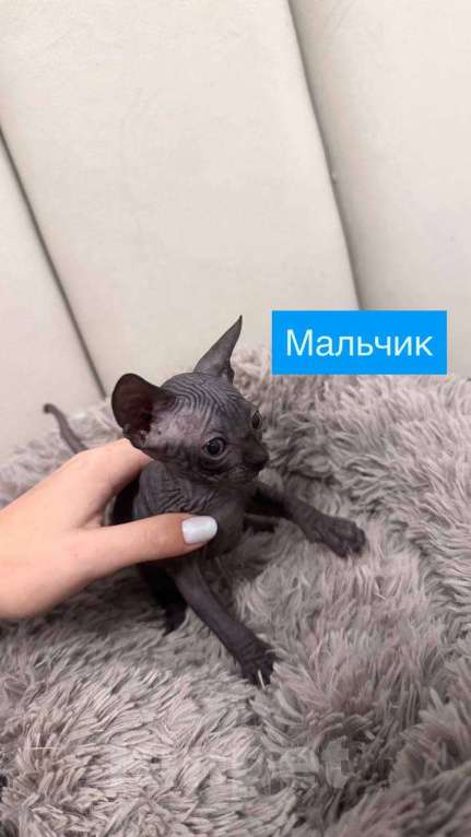 Кошки в Саратове: Котята сфинкса Мальчик, 20 000 руб. - фото 5