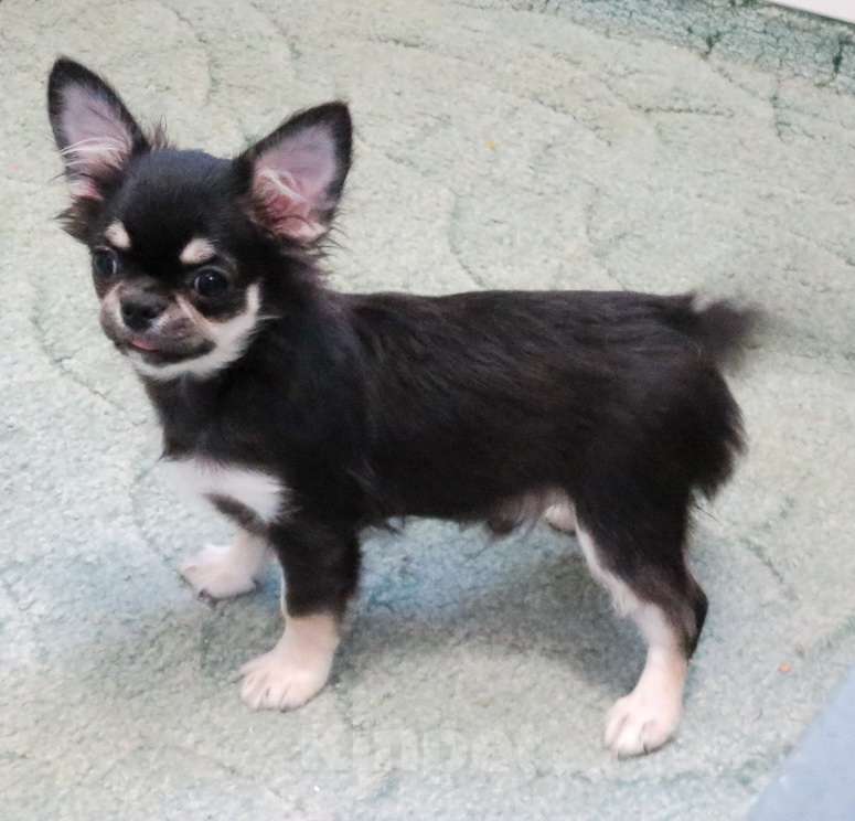 Собаки в Санкт-Петербурге: чихуахуа  мелкий  мальчик ДШ Мальчик, 50 000 руб. - фото 7