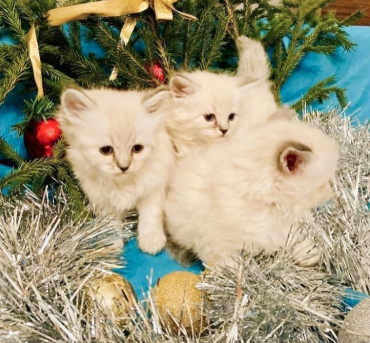 Кошки в Москве: Рэгдолл котики Blue-colorpoint Мальчик, 65 000 руб. - фото 3