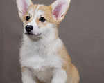 Собаки в Перми: Щенки вельш корги пемброк девочки Девочка, 55 000 руб. - фото 1