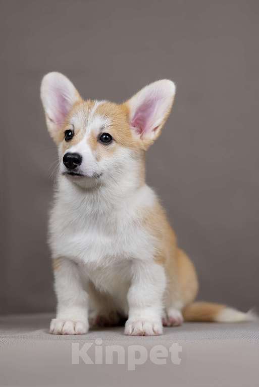 Собаки в Перми: Щенки вельш корги пемброк девочки Девочка, 55 000 руб. - фото 1