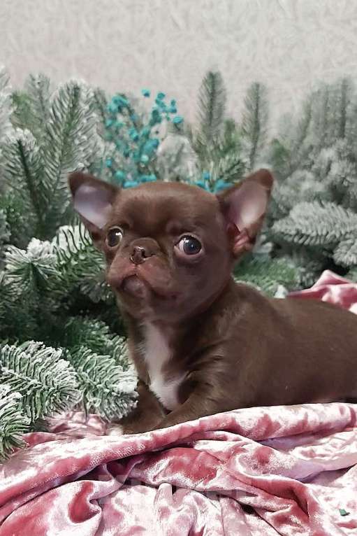 Собаки в Новосибирске: Мальчик Чихуахуа  Мальчик, Бесплатно - фото 2