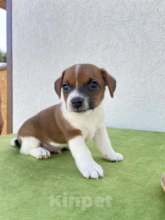 Собаки в Севастополе: Щенки Джек Рассел терьера Мальчик, 35 000 руб. - фото 5
