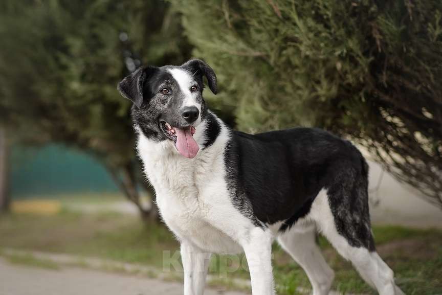 Собаки в Москве: Бим Мальчик, Бесплатно - фото 3