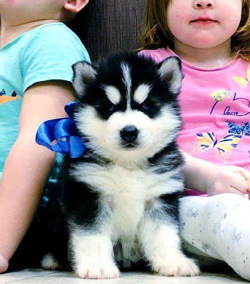 Собаки в Новосибирске: Хаски Щенки Разных окрасов Разнополые, Бесплатно - фото 1