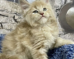 Кошки в Санкт-Петербурге: Мейн Кун котята  Девочка, 45 000 руб. - фото 6