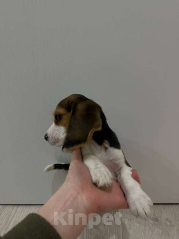Собаки в Москве: Щенок мальчик бигль в заботливые руки Мальчик, 30 000 руб. - фото 4