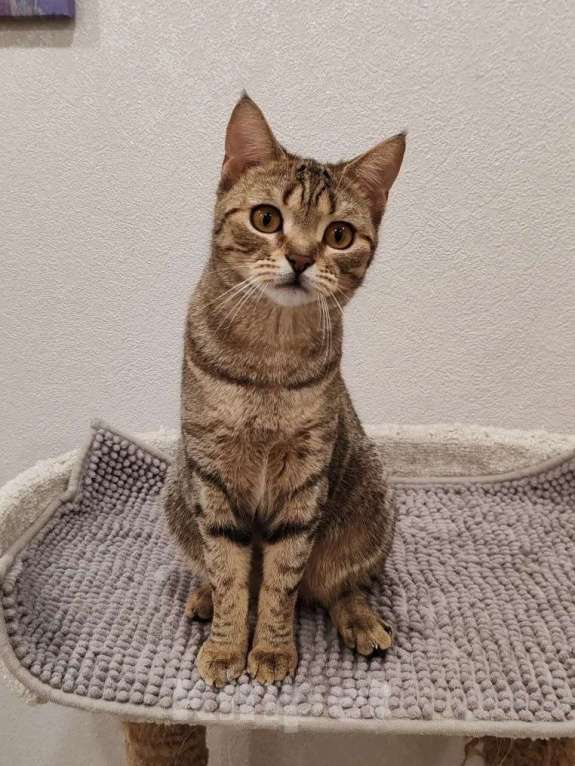 Кошки в Москве: Нежная маленькая кошенька Оливия очень ждёт своих людей Девочка, Бесплатно - фото 9