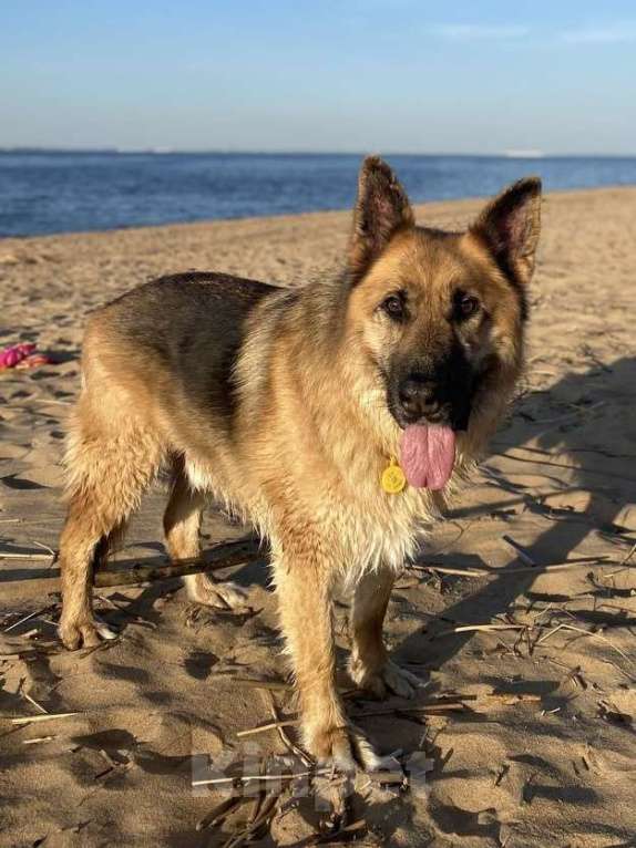 Собаки в других городах Ленинградской области: Помогите найти собаку! Мальчик, 10 000 руб. - фото 1