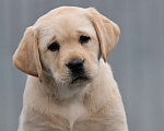 Собаки в Калуге: Палевая девочка лабрадора высокого качества из питомника РКФ/FCI Девочка, Бесплатно - фото 3