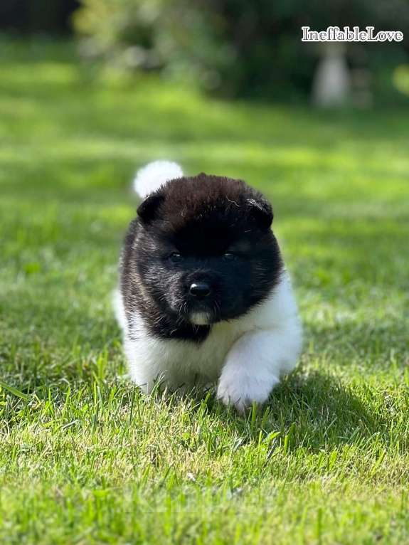 Собаки в Дубне: Щенки Американской акиты Девочка, 75 000 руб. - фото 2