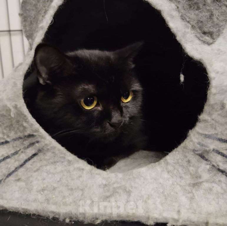 Кошки в Москве: Домашняя кошечка живет взаперти 💔  Девочка, Бесплатно - фото 4