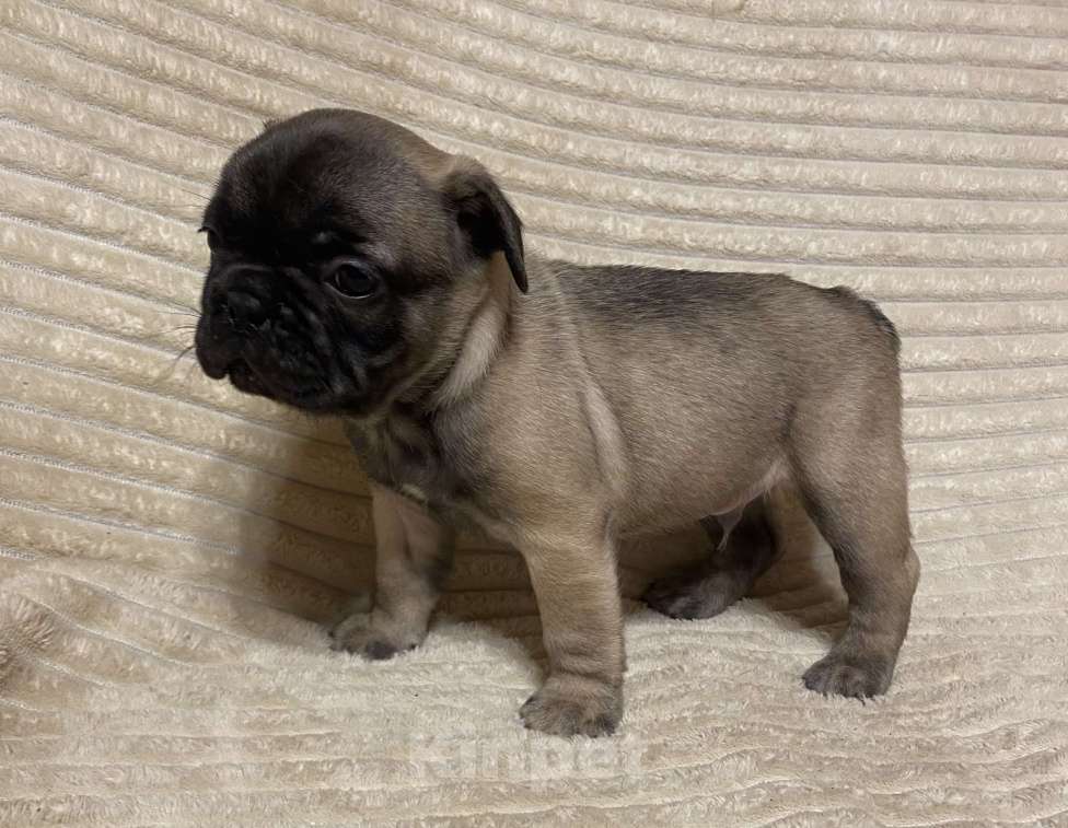 Собаки в Санкт-Петербурге: Шикарный мальчик французик  Мальчик, 45 000 руб. - фото 10