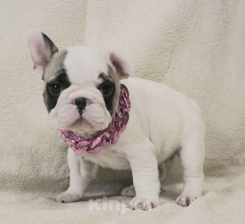 Собаки в Москве: Французский бульдог,щенок Девочка, 130 000 руб. - фото 5