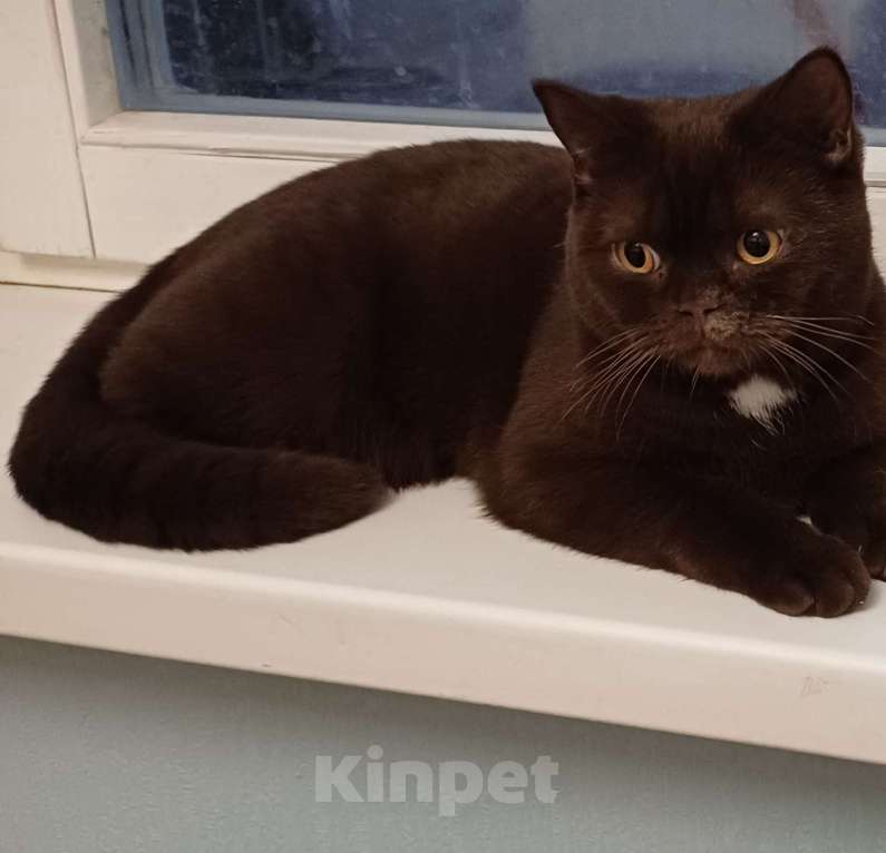 Кошки в Подольске: Британская кошка Девочка, Бесплатно - фото 1