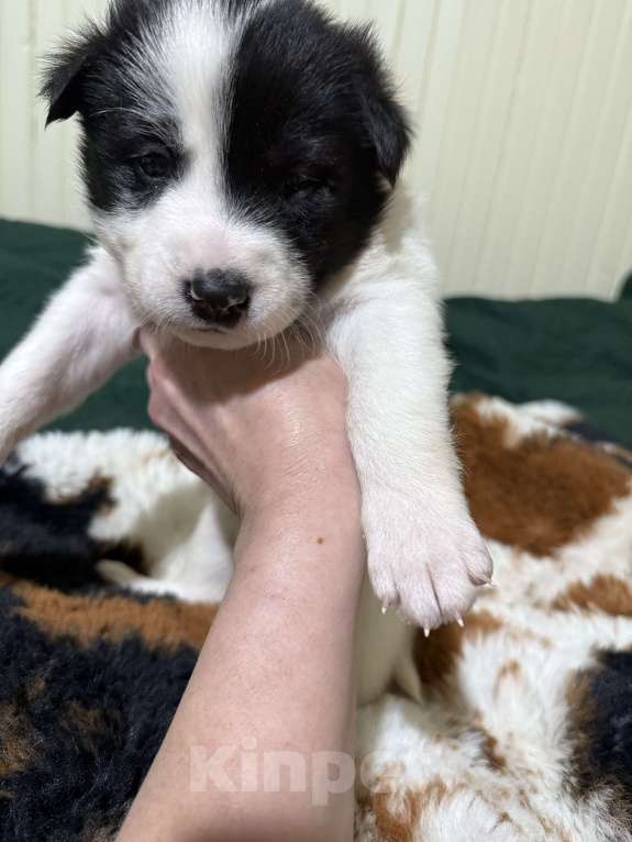 Собаки в других городах Московской области: Бейли Девочка, 100 руб. - фото 6