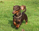 Собаки в Москве: Вязка с миниатюрным кобелем РКФ коричнево подпалым Мальчик, Бесплатно - фото 2