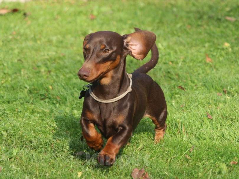 Собаки в Москве: Вязка с миниатюрным кобелем РКФ коричнево подпалым Мальчик, Бесплатно - фото 2