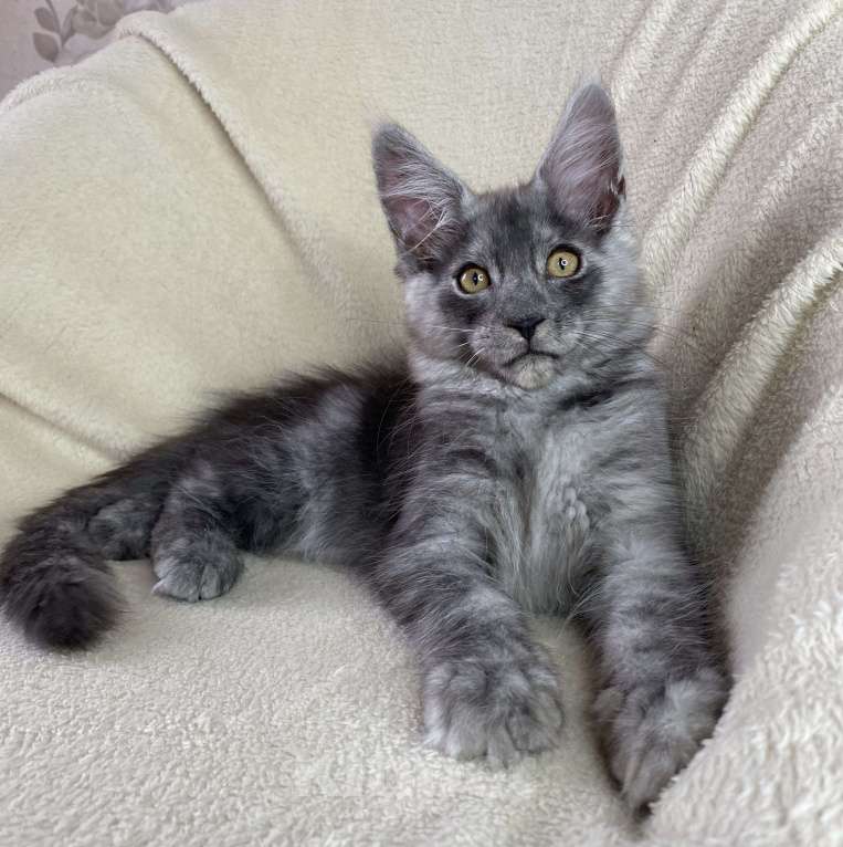 Кошки в Дмитрове: Черный дымчатый мальчик мейн кун Almaz Мальчик, 40 000 руб. - фото 1