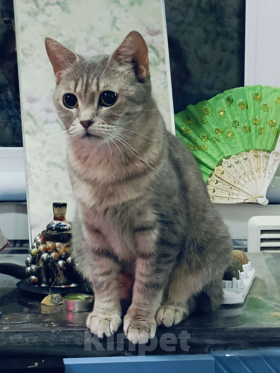 Кошки в Москве: Ласковая кошечка в добрые руки Девочка, Бесплатно - фото 4