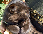 Кошки в Дзержинском: Отдам Котят в добрые руки Мальчик, 1 руб. - фото 3