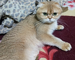 Кошки в других городах Ленинградской области: Шотланская вислоухая кошечка Девочка, 25 000 руб. - фото 3