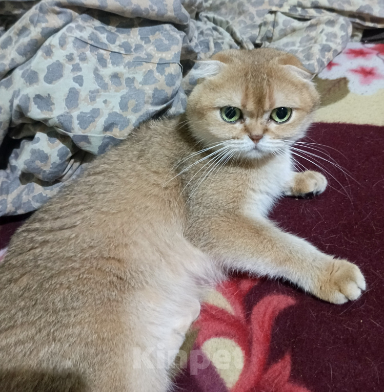 Кошки в других городах Ленинградской области: Шотланская вислоухая кошечка Девочка, 25 000 руб. - фото 3