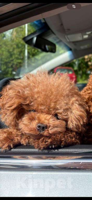 Собаки в Калининграде: Вязкa микpo тикап пудeль Корея Мальчик, 35 000 руб. - фото 2