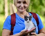 Кошки в Красногорске: Трехцветная кошечка Эмма 2,5 месяца ждет мам и пап Девочка, Бесплатно - фото 3