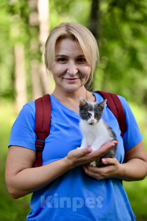 Кошки в Красногорске: Трехцветная кошечка Эмма 2,5 месяца ждет мам и пап Девочка, Бесплатно - фото 3