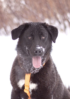 Обаятельный Оникс в добрые руки