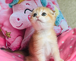 Кошки в Санкт-Петербурге: золотая шиншилла котик Мальчик, 35 000 руб. - фото 2