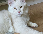 Кошки в Москве: Пушистый ангел для вашего настроения Мальчик, 100 000 руб. - фото 4