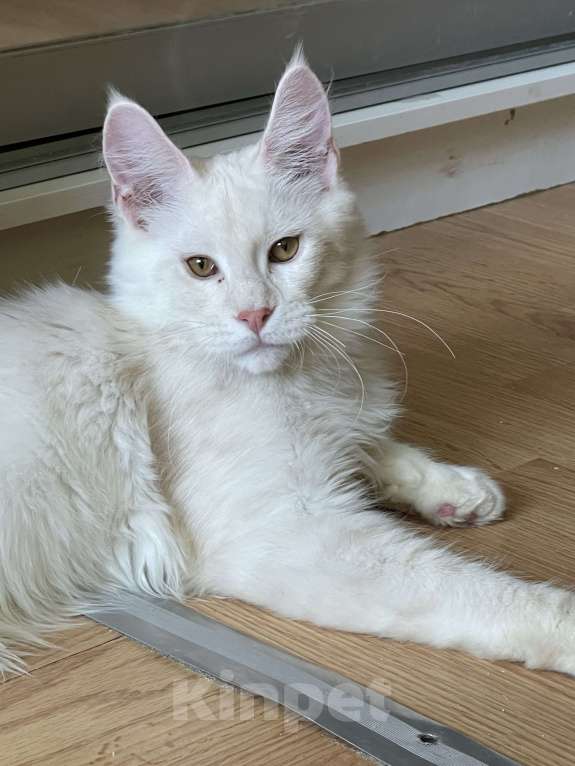 Кошки в Москве: Пушистый ангел для вашего настроения Мальчик, 100 000 руб. - фото 4