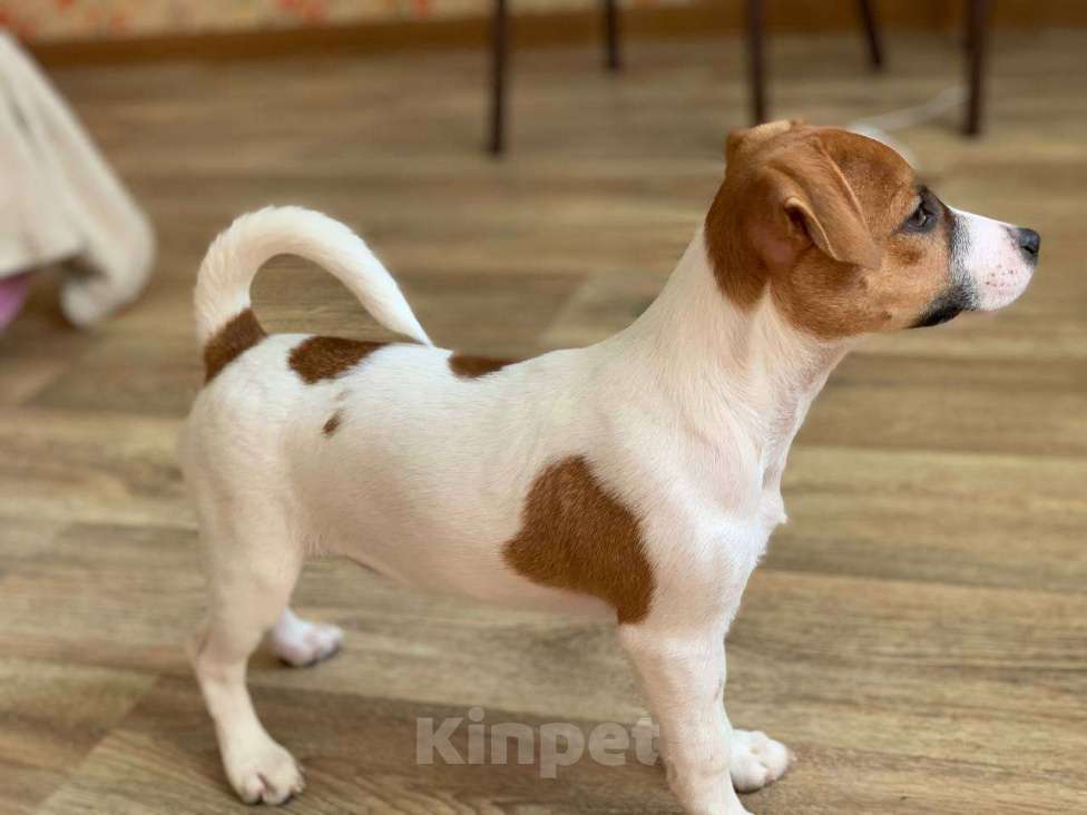 Собаки в Москве: Джек рассел терьер щенок девочка Девочка, 55 000 руб. - фото 7