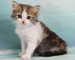 Кошки в Домодедово: Сибирские котята Мальчик, 40 000 руб. - фото 3
