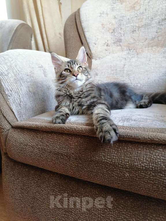 Кошки в Собинке: Бридовая кошка Мейн-кун из питомника, 35 000 руб. - фото 1