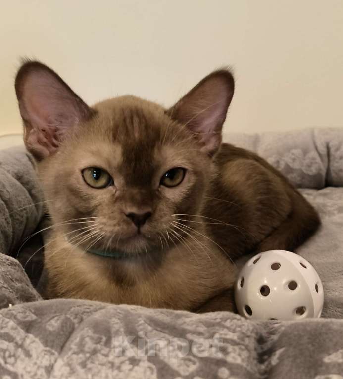 Кошки в Краснодаре: Амур Мальчик, 70 000 руб. - фото 2