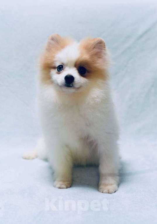 Собаки в Москве: Девочка померанского шпица бело-кремово мраморного окраса Девочка, 50 000 руб. - фото 5